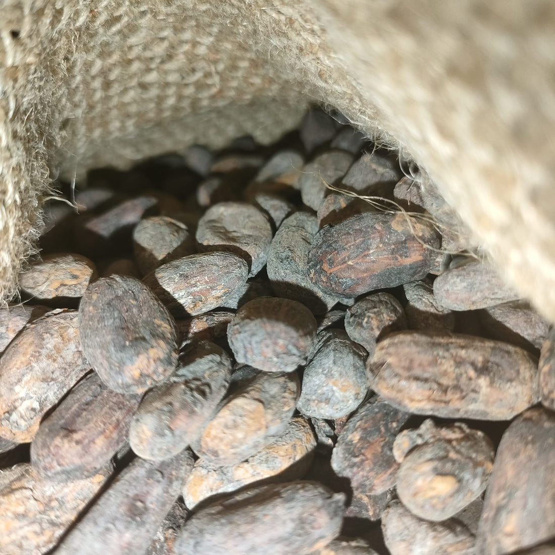 bienfaits du cacao cru — ce que dit la science sur les flavonoïdes, le magnésium et les antioxydants