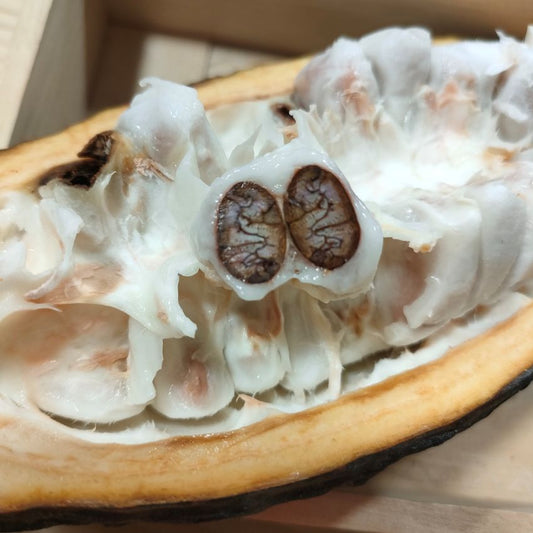 origine, culture, récolte et fermentation expliquées