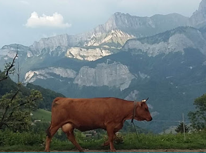 alpages savoyards en été — agriculture biologique et tradition d'excellence en Haute-Savoie