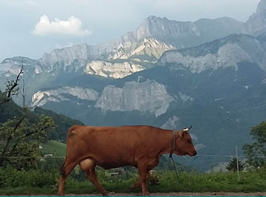 alpages savoyards en été — agriculture biologique et tradition d'excellence en Haute-Savoie